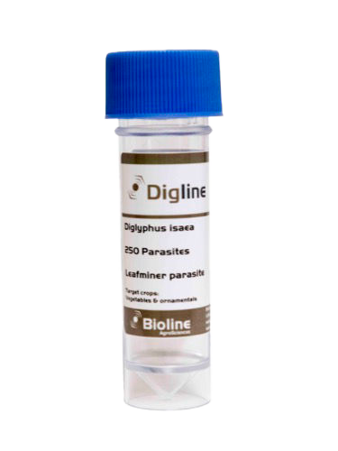 Digline - 250 Adults per vial - Biological Control